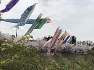 桜と鯉のぼりの競演です。