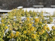 さくらの山公園の菜の花。